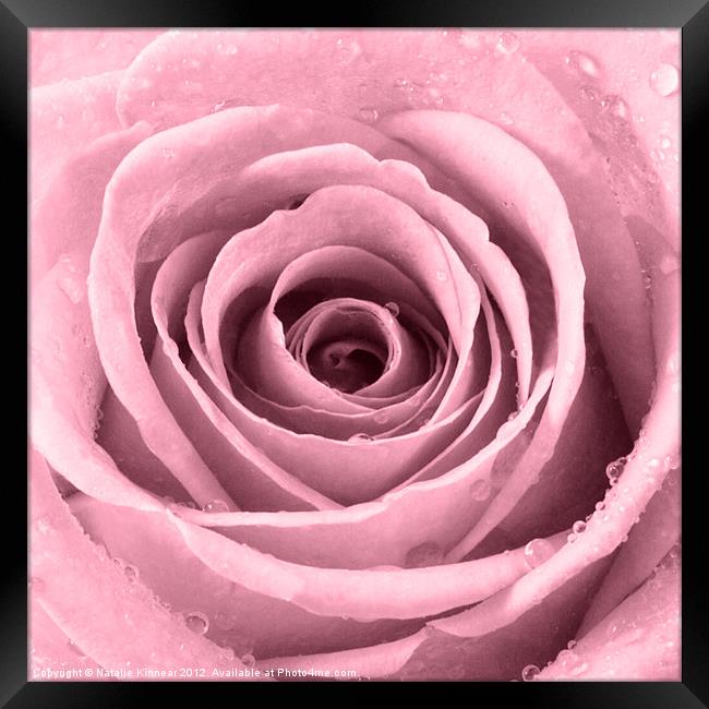 Plum Rose with Water Droplets Framed Print by Natalie Kinnear