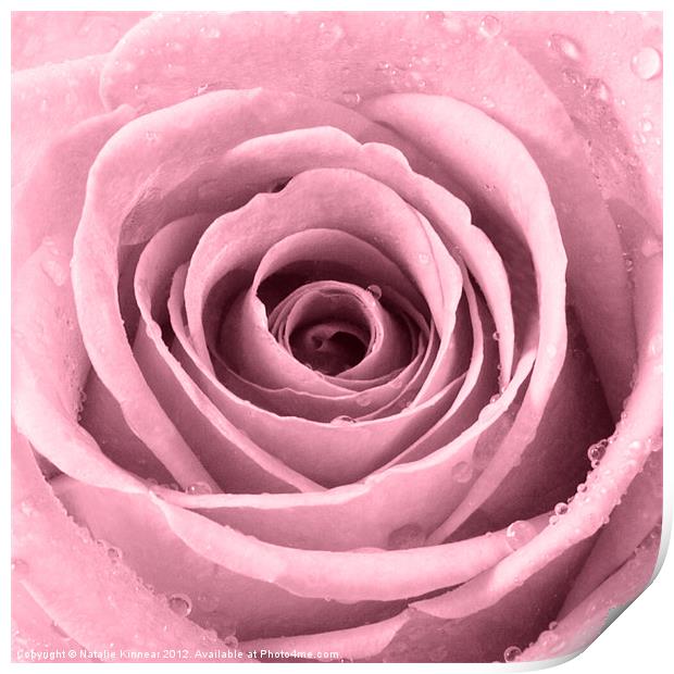 Plum Rose with Water Droplets Print by Natalie Kinnear