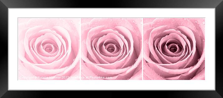 Plum Rose with Water Droplets Triptych Framed Mounted Print by Natalie Kinnear