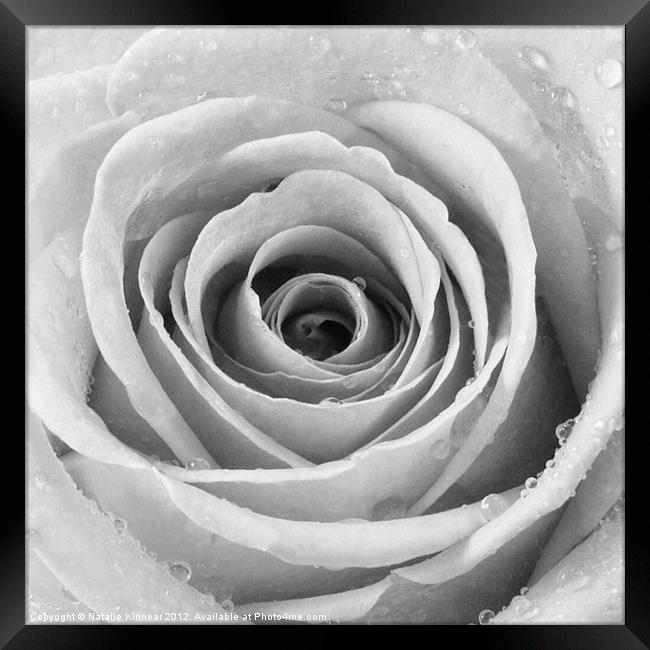 Silver Rose with Water Droplets Framed Print by Natalie Kinnear
