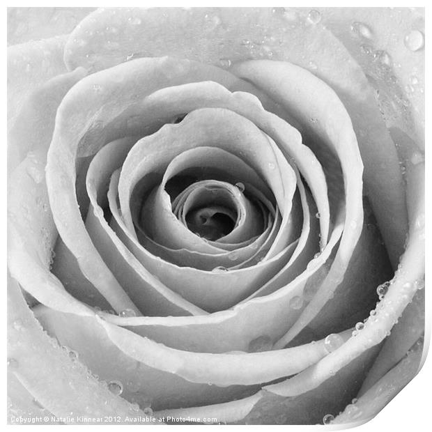 Silver Rose with Water Droplets Print by Natalie Kinnear