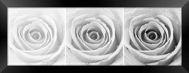 Silver Rose with Water Droplets Triptych Framed Print by Natalie Kinnear