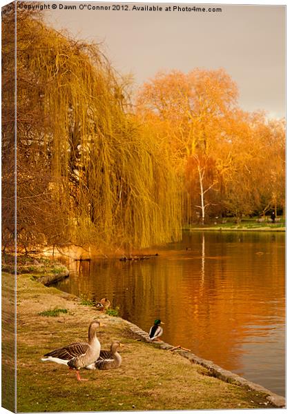 Geese at St. James's Park Canvas Print by Dawn O'Connor