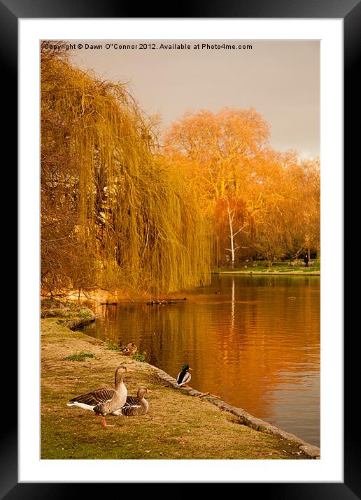 Geese at St. James's Park Framed Mounted Print by Dawn O'Connor
