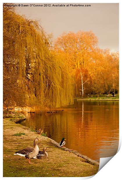Geese at St. James's Park Print by Dawn O'Connor