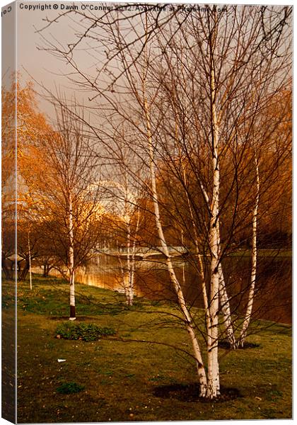 Silver Birch Trees, St. James's Park Canvas Print by Dawn O'Connor