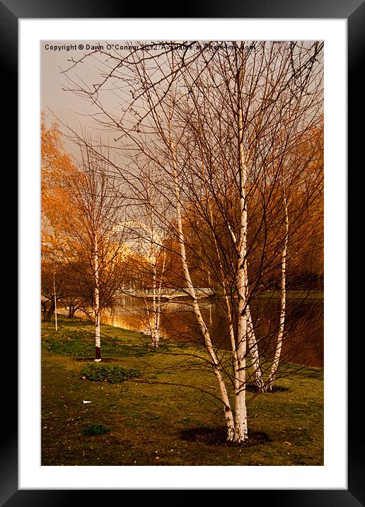 Silver Birch Trees, St. James's Park Framed Mounted Print by Dawn O'Connor