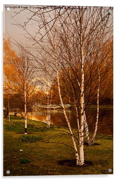 Silver Birch Trees, St. James's Park Acrylic by Dawn O'Connor