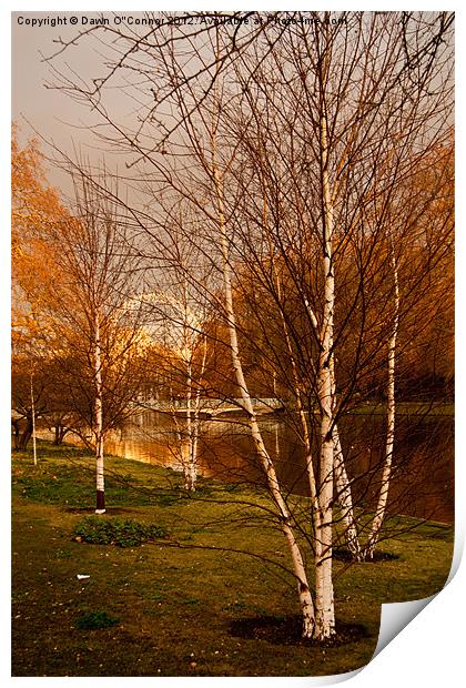 Silver Birch Trees, St. James's Park Print by Dawn O'Connor