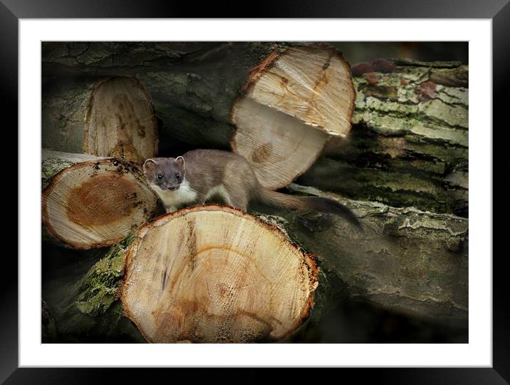STOAT IN THE WOODPILE Framed Mounted Print by Anthony R Dudley (LRPS)