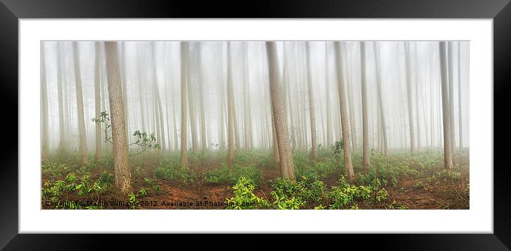 Mystical Wood Framed Mounted Print by Martin Williams