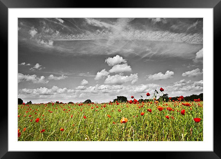Wild Poppy Field Selective Colour 3 Framed Mounted Print by Paul Macro