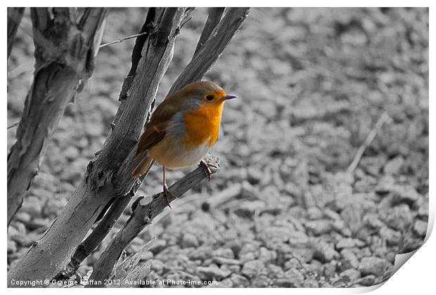 Robin on Tree Print by Graeme Raffan