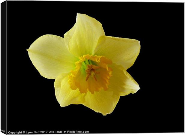 Daffodil Canvas Print by Lynn Bolt