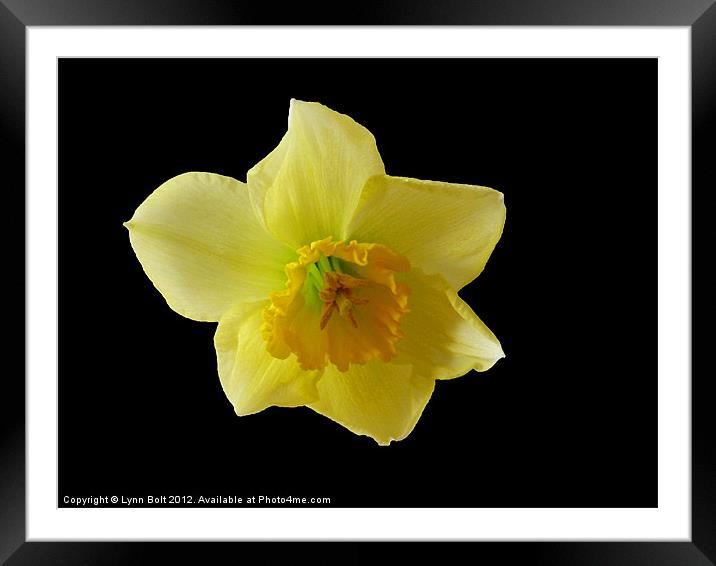 Daffodil Framed Mounted Print by Lynn Bolt