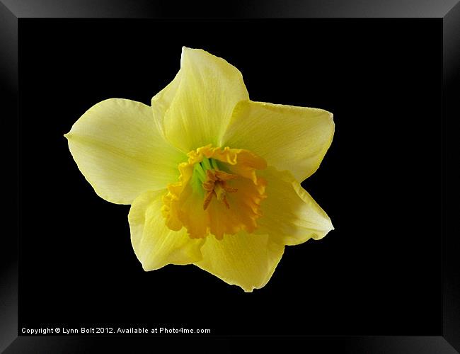 Daffodil Framed Print by Lynn Bolt