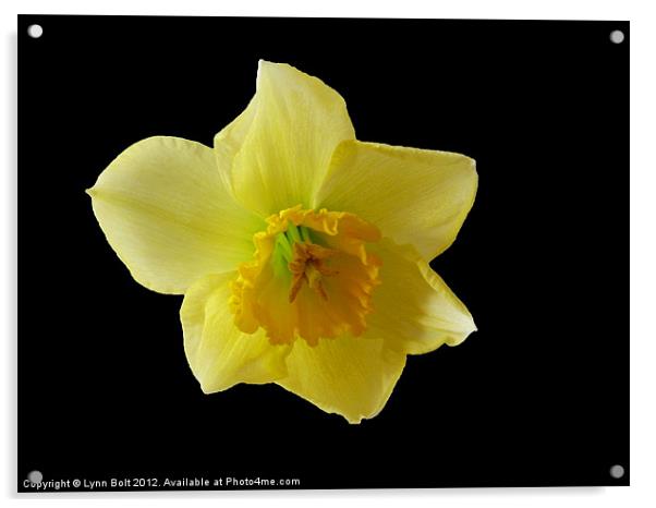 Daffodil Acrylic by Lynn Bolt