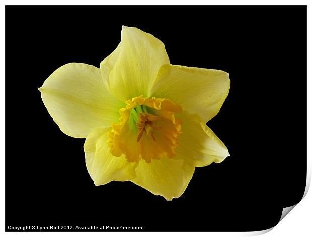 Daffodil Print by Lynn Bolt