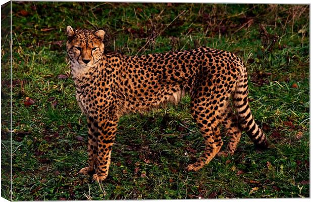 Cheetah Canvas Print by Roger Green