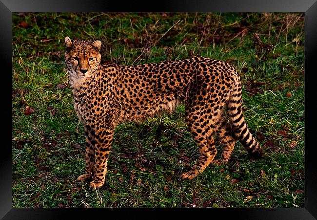Cheetah Framed Print by Roger Green