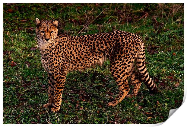 Cheetah Print by Roger Green