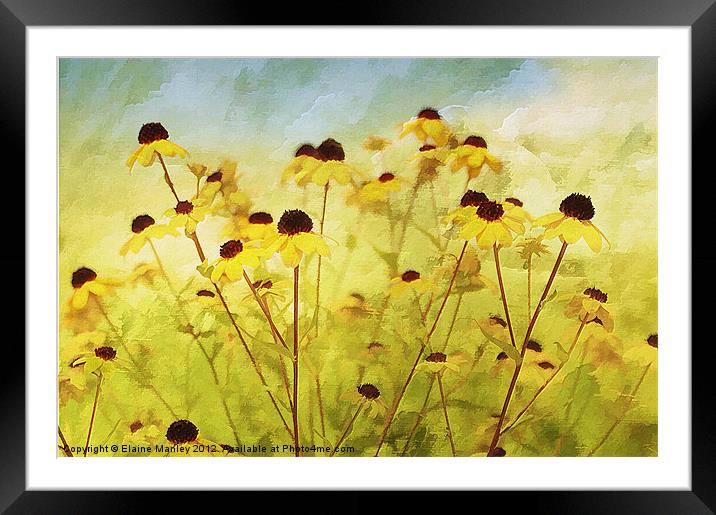 Field Wild flower Framed Mounted Print by Elaine Manley