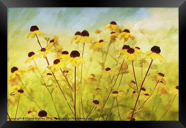 Field Wild flower Framed Print by Elaine Manley
