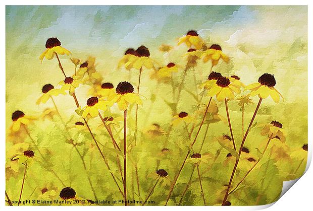 Field Wild flower Print by Elaine Manley