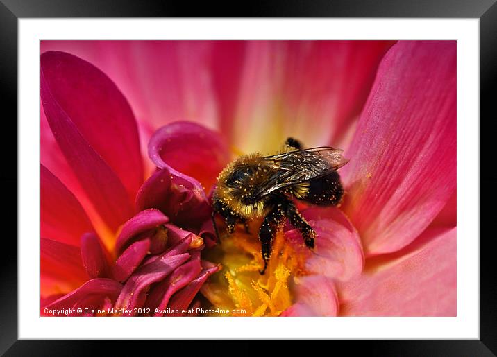  Flower and Pollen Covered Bee Framed Mounted Print by Elaine Manley