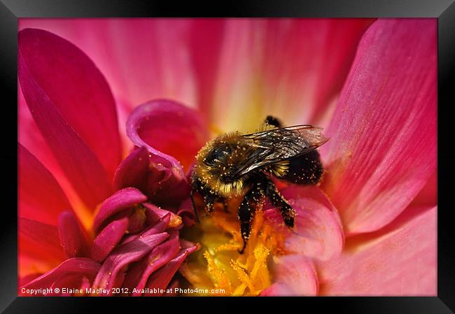  Flower and Pollen Covered Bee Framed Print by Elaine Manley