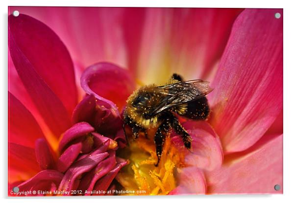  Flower and Pollen Covered Bee Acrylic by Elaine Manley