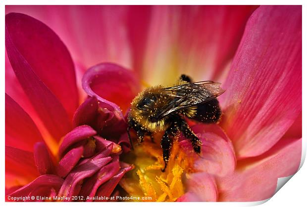 Flower and Pollen Covered Bee Print by Elaine Manley
