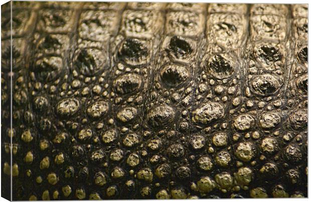 Crocodylus Moreletii Skin Canvas Print by Maria Tzamtzi Photography