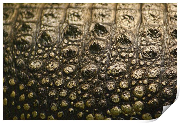 Crocodylus Moreletii Skin Print by Maria Tzamtzi Photography