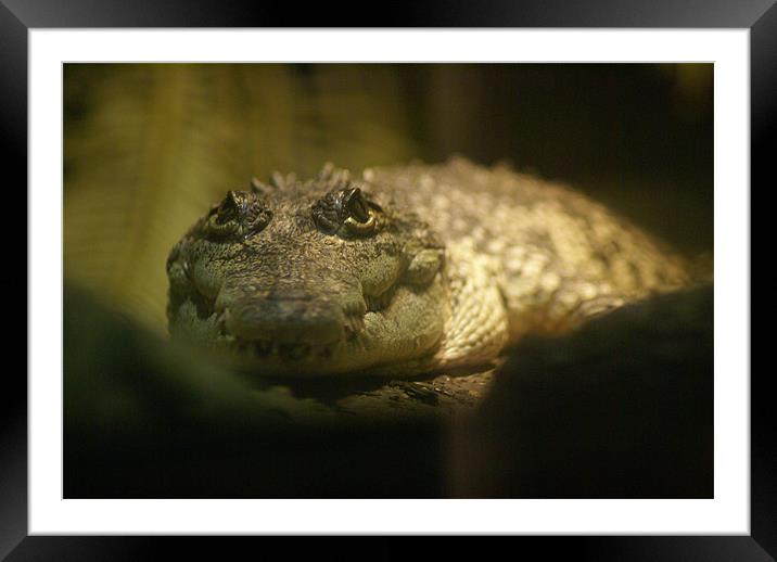 Crocodylus Moreletii Framed Mounted Print by Maria Tzamtzi Photography