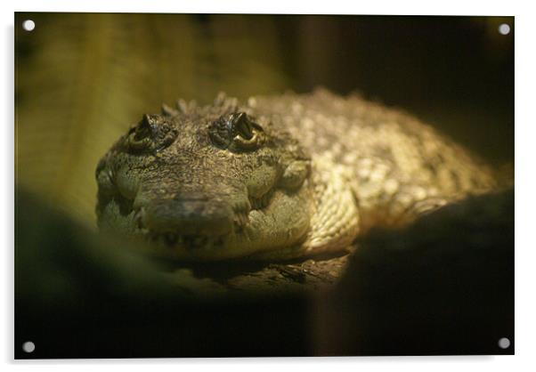 Crocodylus Moreletii Acrylic by Maria Tzamtzi Photography