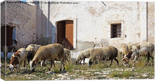 Flock at the door Canvas Print by Digby Merry