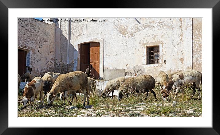 Flock at the door Framed Mounted Print by Digby Merry