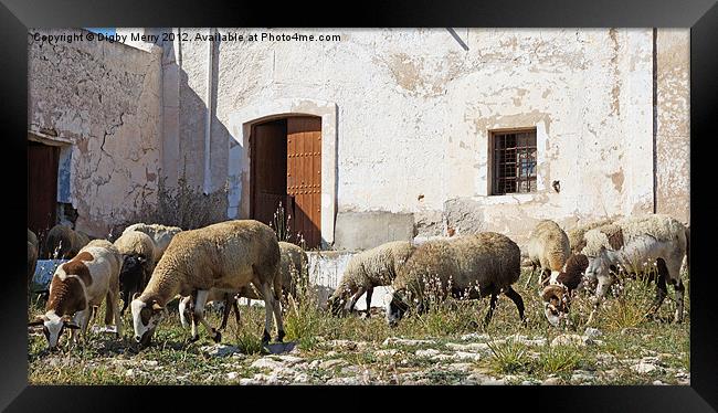 Flock at the door Framed Print by Digby Merry