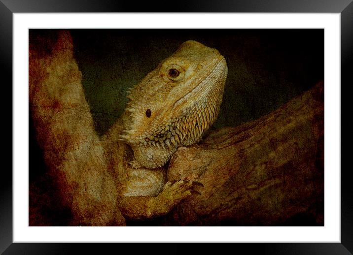 Bearded Dragon Framed Mounted Print by Maria Tzamtzi Photography