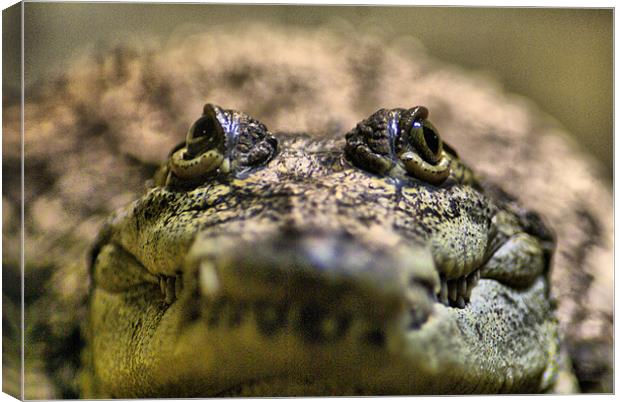 Crocodylus Moreletii Close up Canvas Print by Maria Tzamtzi Photography