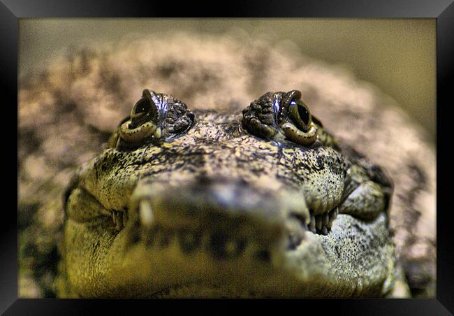 Crocodylus Moreletii Close up Framed Print by Maria Tzamtzi Photography