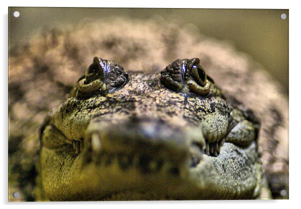 Crocodylus Moreletii Close up Acrylic by Maria Tzamtzi Photography