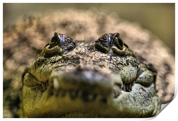 Crocodylus Moreletii Close up Print by Maria Tzamtzi Photography