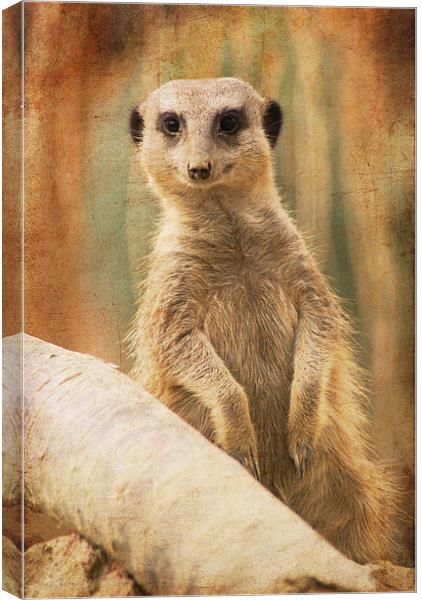 I've seen you before, haven't I? Canvas Print by Maria Tzamtzi Photography