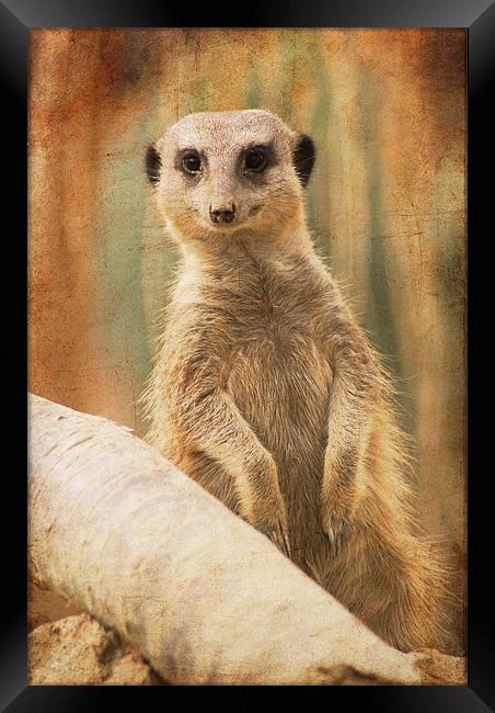 I've seen you before, haven't I? Framed Print by Maria Tzamtzi Photography