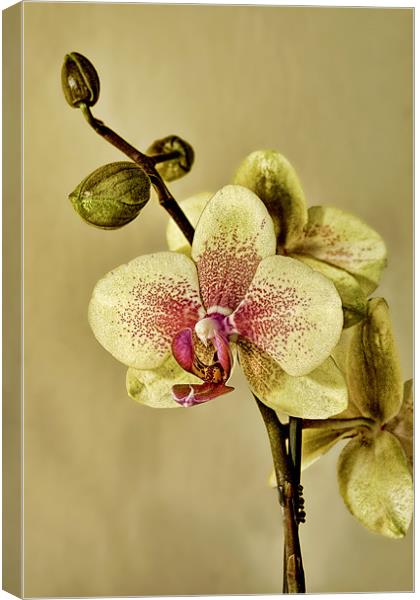 Orchid Canvas Print by Val Saxby LRPS
