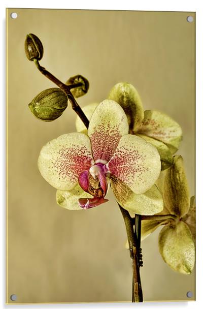 Orchid Acrylic by Val Saxby LRPS