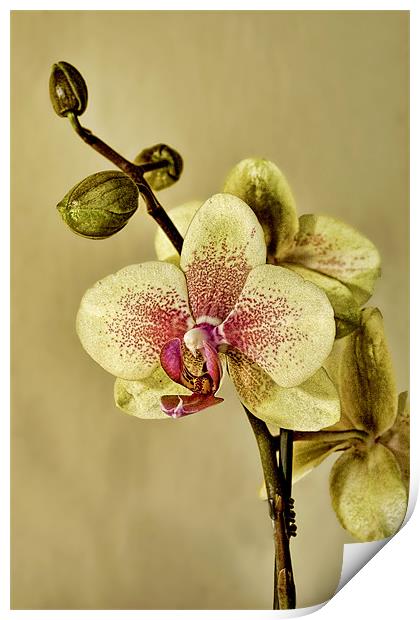 Orchid Print by Val Saxby LRPS