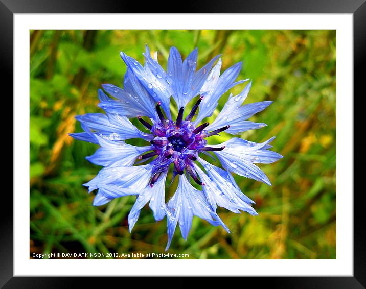BLUE FLOWER AFTER THE RAIN Framed Mounted Print by David Atkinson